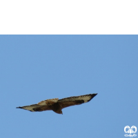 گونه سارگپه پا بلند Long-legged Buzzard